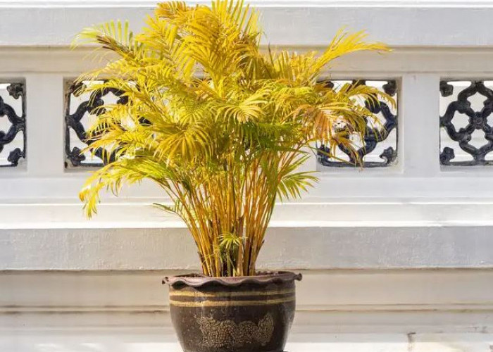 Pembawa Hoki dan Rejeki, 5 Tanaman Hias Depan Rumah Pembawa Keberuntungan ini Mudah dirawat