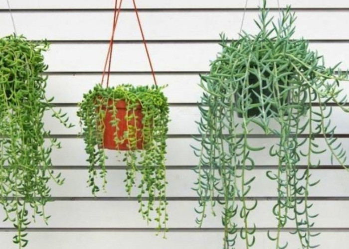 Tarik Rezeki dan Kekayaan ke Dalam Rumah! Ini 6 Tanaman Hias Pembawa Rezeki yang Dipercaya Penuh Berkah