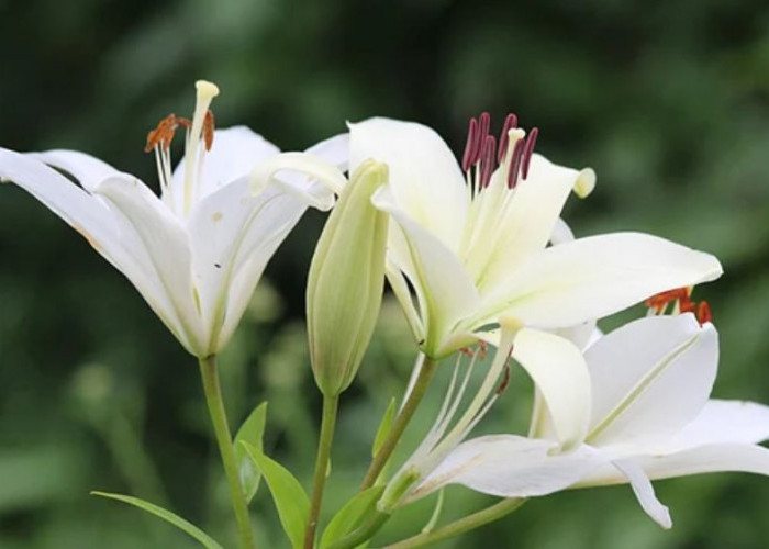 7 Tanaman Hias Depan Rumah yang Membawa Keberuntungan, Manfaat Kesehatan dan Cara Merawatnya