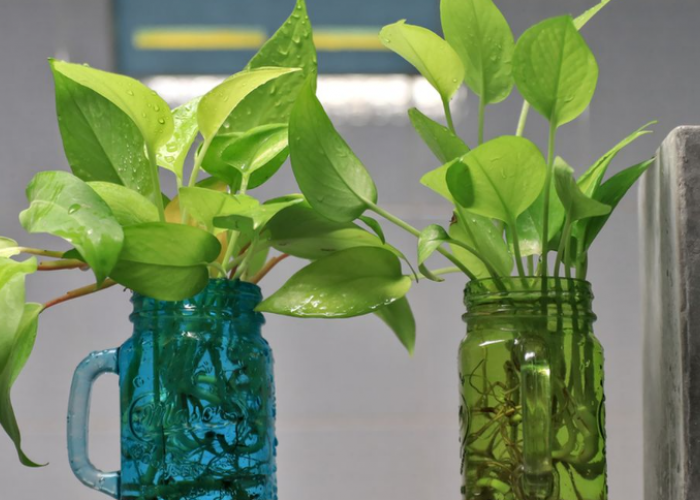 Dipercaya Bawa Keberuntungan dan Tebar Aura Positif ke Sudut Rumah, 11 Tanaman Hias Pembawa Rezeki Hoki 2026