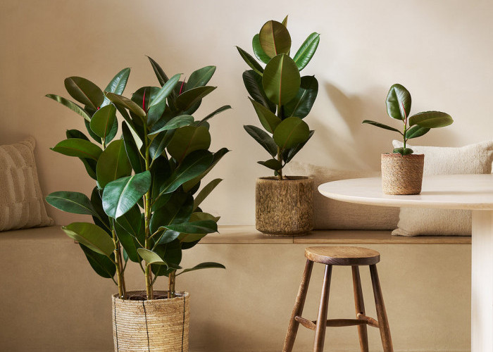 Bukan Sekedar Dekorasi, Ini 5 Tanaman Hias Pengusir Energi Negatif, Bikin Suasana Rumah Hangat & Damai