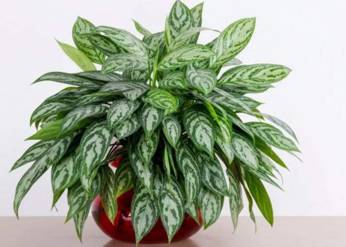 Saring Udara dari Polusi & Debu, Ini 6 Tanaman Penyerap Polusi Udara dalam Rumah Bisa Disiram Seminggu Sekali