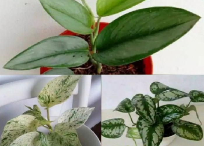 Bawa Kekayaan Bagi Hunian, Ini 6 Tanaman Indoor Pembawa Rezeki yang Dipercaya Datangkan Hoki 