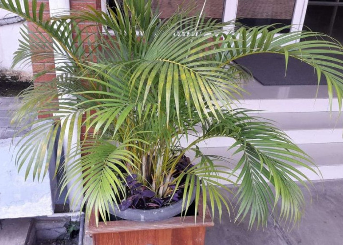 8 Tanaman Pekarangan Rumah Pembawa Keberuntungan, Rezeki, Harmoni, Sejuk dan Perawatannya Mudah