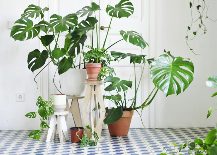 Tanaman Hias Feng Shui yang Bikin Hoki, Mitos atau Fakta?