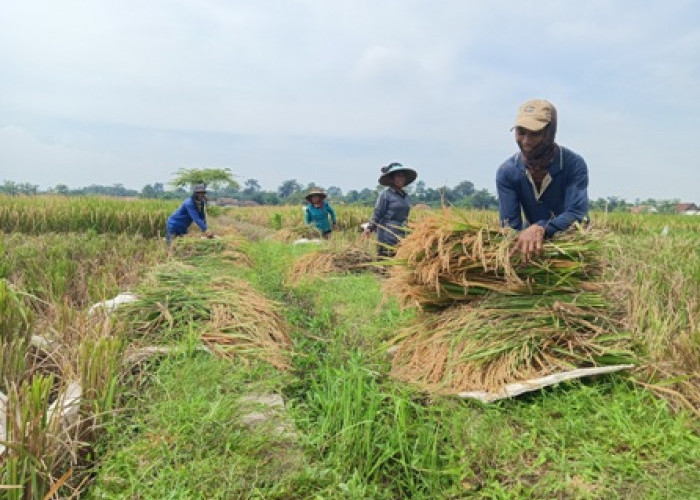 Petani Panen Serentak, Harga Gabah Normal di Majalengka Utara