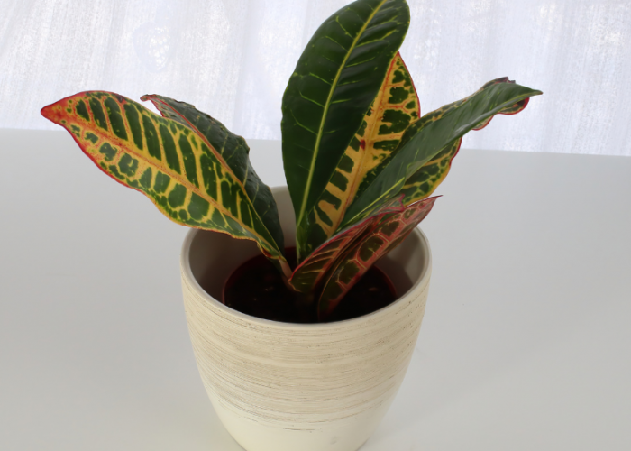 Rezeki Bikin Ngalir Deras, 7 Tanaman Hias Pembawa Kekayaan Ini Dipercaya Bawa Kemakmuran!