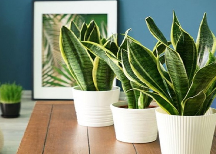 Bawa Keberuntungan di Dalam Rumah, Berikut 5 Tanaman Hias Pembawa Rezeki dan Energi Positif