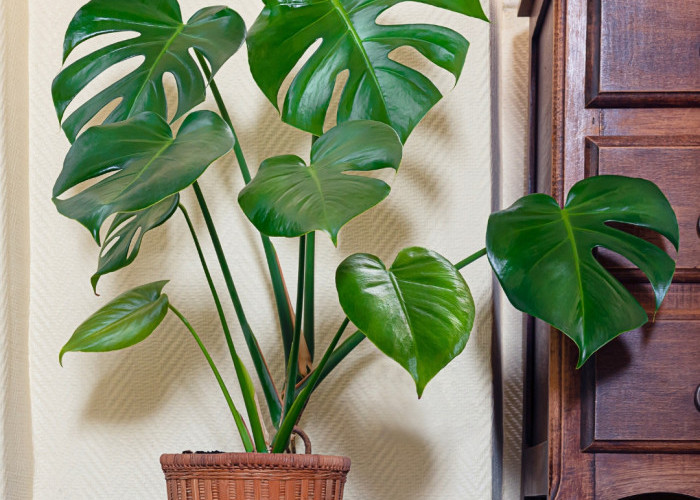 Bikin Tamu Salfok! Ini 5 Tanaman Hias Indoor untuk Percantik Ruangan Saat Lebaran, Cocok Buat di Ruang Tamu