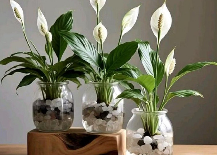 Ingin Hoki Sepanjang Tahun? Coba Letakkan 5 Tanaman Hias dalam Rumah Pembawa Hoki 2026 Ini