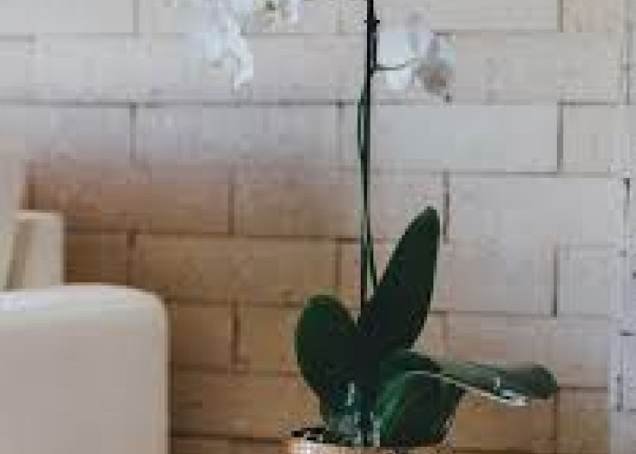 Bikin Rumah Wangi Alami Saat Lebaran, Ini 5 Tanaman Hias Indoor yang Harum & Estetik untuk Dekorasi