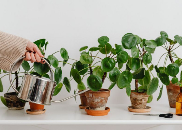 Rumah Lebih Hidup dan Nyaman, Ini 5 Tanaman Hias dengan Tekstur Lembut yang Estetis dan Menenangkan