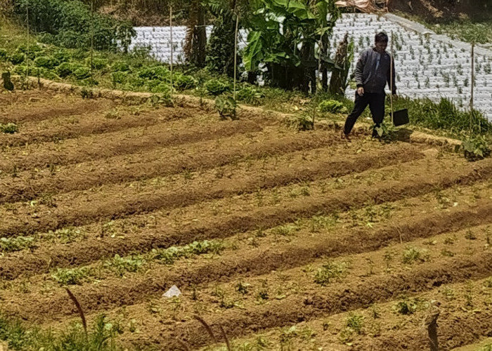 Dampak El Nino,Kekeringan Makin Meluas   