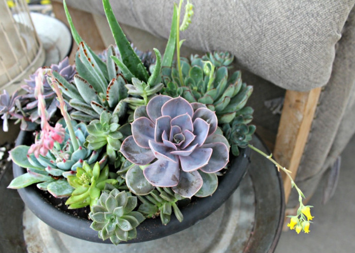 5 Tanaman Hias Minimalis Indoor Mudah Dirawat dan Bikin Rumah Makin Estetik 