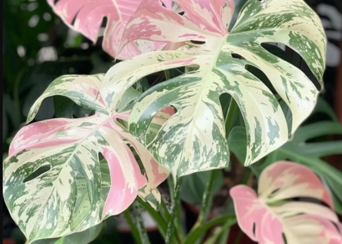 Bukan Cuma Monstera! Ini Tanaman Hias Tren di Tahun 2026 yang Lagi Diburu, Rumah Auto Estetik!