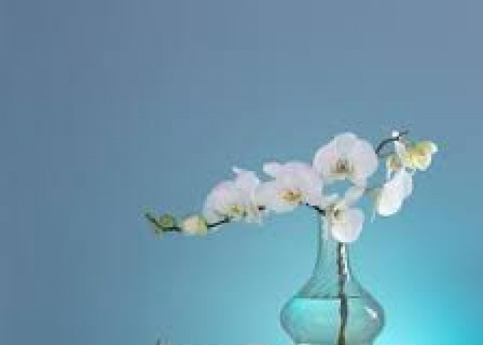 Auto Estetik! 5 Tanaman Hias Minimalis untuk Dekorasi Kamar Tidur, Tampilan Memikat & Mudah Dirawat