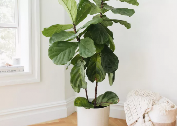 Rumah Auto Estetik! Ini Tanaman Indoor yang Lagi Hits Dan Gampang Dirawat