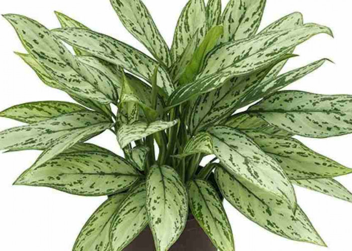Dipercaya Datangkan Rezeki, Ini 6 Jenis Tanaman Sri Rejeki atau Aglonema untuk Pilihan Tanaman Indoor Estetik