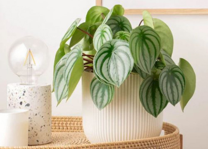 Tingkatkan Kualitas Tidur, Berikut 5 Tanaman Hias Pembersih Udara yang Bantu Tidur Lebih Nyenyak & Nyaman