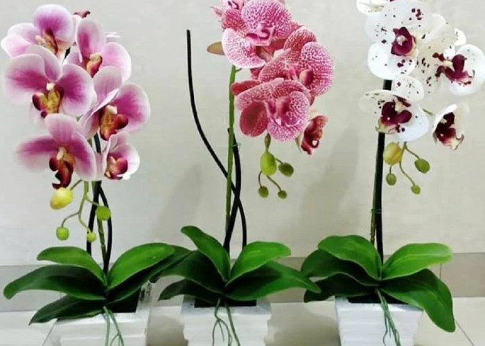 Bikin Rezeki Mengalir Deras, Ini Dia 5 Tanaman Hias Pembawa Hoki yang Cocok di Dalam Rumah