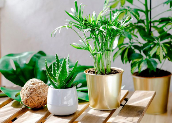 Berikut 10 Tanaman Hias Outdoor Pembawa Keberuntungan yang Cocok Untuk Halaman Depan Rumah, dan Mudah Dirawat