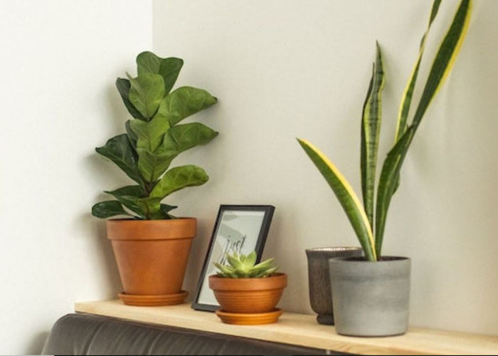 8 Pilihan Tanaman Hias Pembawa Hoki untuk Dipajang di Ruang Tamu, Bikin Hunian Sejuk dan Menarik Kemakmuran