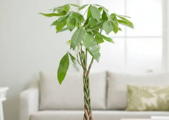 5 Tanaman Hias Pembawa Hoki Menurut Feng Shui Ini Bisa Kamu Rawat Sendiri, Anti Ribet dan Penuh Manfaat!