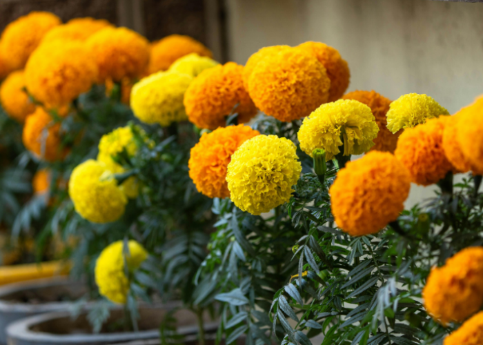 Jarang Disiram Tapi Tetap Cantik! 6 Tanaman Hias Depan Rumah Tahan Panas yang Mudah Dirawat