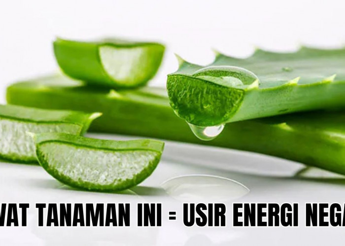 5 Tanaman Pengusir Energi Negatif Ini Bisa Menyehatkan Penghuni Rumah! Nomor Satu Paling Umum 