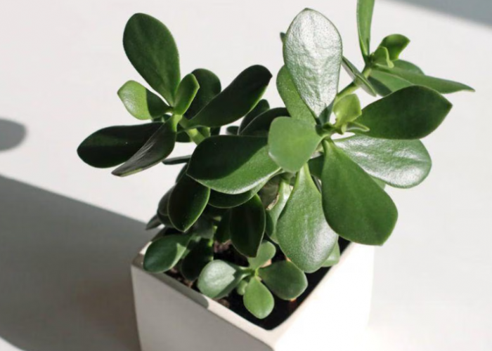 Tanaman Hias Giok Pembawa Keberuntungan, Berikut 6 Tempat Meletakannya Agar Maksimal Mengundang Rezeki