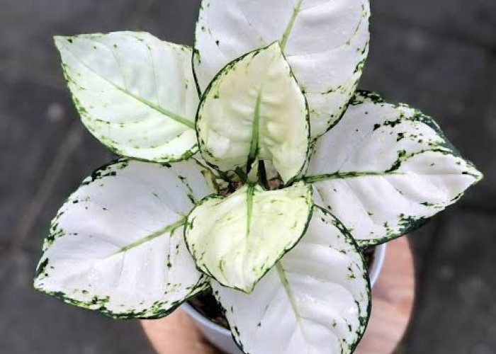 Cocok Buat Pemula! 7 Tanaman Hias untuk Dekorasi Outdoor yang Mudah Dirawat dan Tahan Banting 