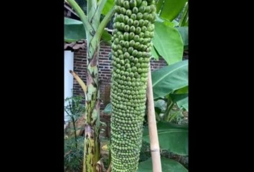 Pohon Pisang Seribu di Majalengka, Lihat Penampakannya