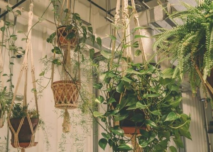Rekomendasi 7 Tanaman Hias yang Bisa di Gantung Untuk Dekorasi Teras Rumah dan Minim Perawatan