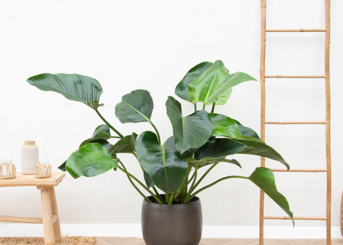 Gak Mudah Layu! 5 Tanaman Hias yang Tahan Banting & Mudah Dirawat, Ideal untuk Dekorasi indoor Penuh Manfaat