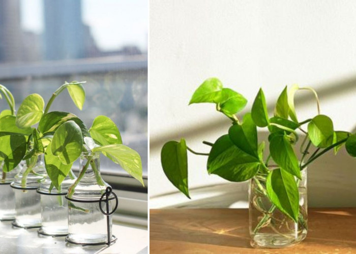 Ini Alasan Kamu Wajib Merawat Tanaman Hias Hidroponik di Rumah, Bisa Bikin Kulit Sehat!