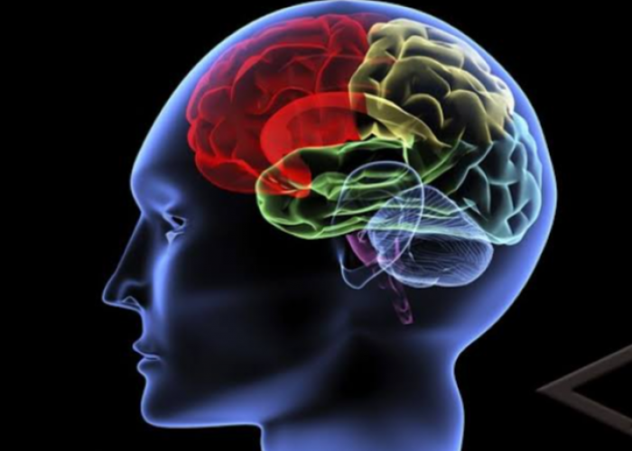 Sering Lupa Mengingat? Ilmuwan Temukan Pola Agar Otak Manusia Lebih Mudah Mengingat