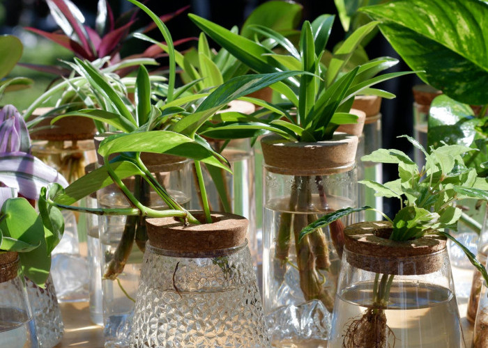 5 Tanaman Hias Hidroponik Indoor yang Bisa Hidup Tanpa Media Tanah