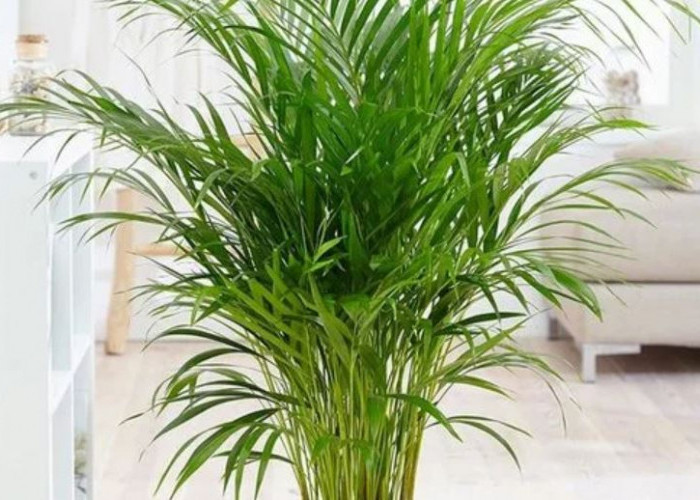 Pembersih Udara Alami yang Mudah Dirawat, Ini 8 Tanaman Hias Penyaring Udara dari Polusi Perkotaan