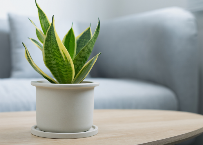 Udara Rumah Lebih Bersih dan Sehat! Ini 7 Tanaman Indoor yang Ampuh Serap Polutan Berbahaya!