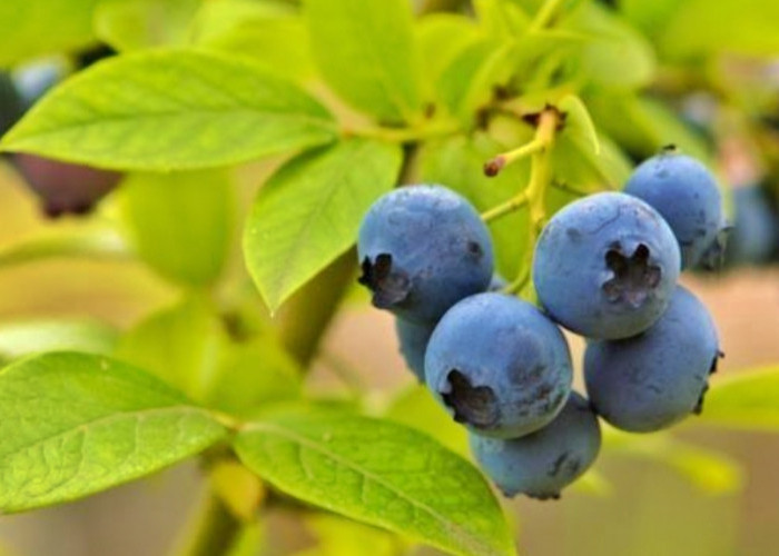 Blueberry Mengandung Banyak Manfaat?! Berikut Deretan Manfaatnya Bagi Tubuh