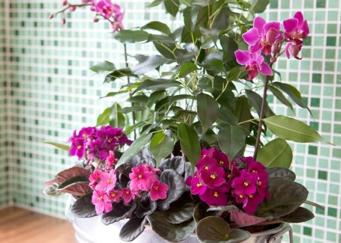 Mendatangkan Kelimpahan Rezeki, Ini 6 Tanaman Hias Indoor Pembawa Rezeki yang Cocok Untuk Ruang Tamu dan Dapur