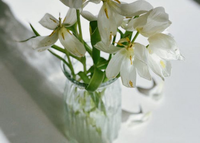 6 Tanaman Hias Hidroponik Estetik yang Ideal untuk Dekorasi Interior, Tampilannya Cantik Menarik Perhatian 