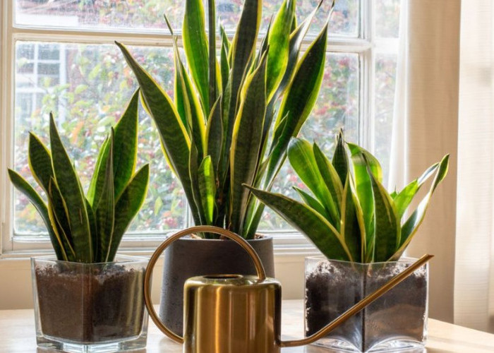 5 Tanaman Ini Ampuh Serap Racun dan Basmi Polusi Udara, Rumah Lebih Sehat Nyaman & Bebas Bau