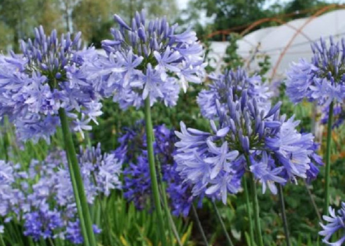 Bawa Keberuntungan dan Rezeki Bagi Pemilik, Berikut 5 Tanaman Hias Pembawa Hoki di Dalam Rumah