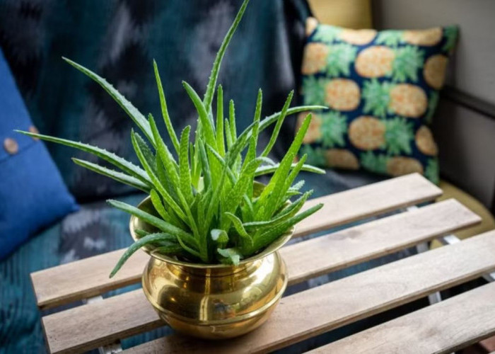 Rumah Semakin Asri & Bebas Polusi, Ini 5 Tanaman Hias Pengusir Energi Negatif yang Mengundang Keberuntungan