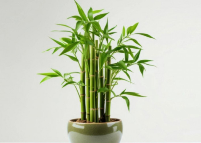 3 Fakta Dibalik Tanaman Pembawa Keberuntungan Populer, Bukan Sekadar Mitos!