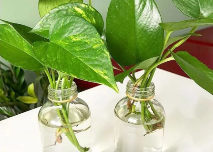 Rahasia Rumah Nyaman dan Elegan, Ini 5 Pilihan Tanaman Hidroponik Minimalis yang Cocok untuk Dekorasi Indoor