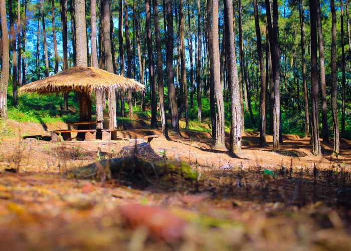 MAIN YUK! Ini 5 Hutan Pinus Majalengka Terpopuler, Murah Meriah dan Instagramable