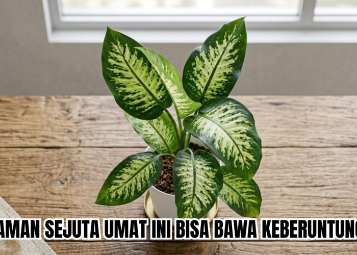 Memilih 4 Tanaman Hias Pembawa Keberuntungan di Rumah, Temukan yang Paling Cocok Untukmu!