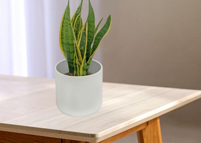 Bukan Hanya Pajangan, Ini 10 Tanaman Hias Penarik Rezeki dan Energi Positif!